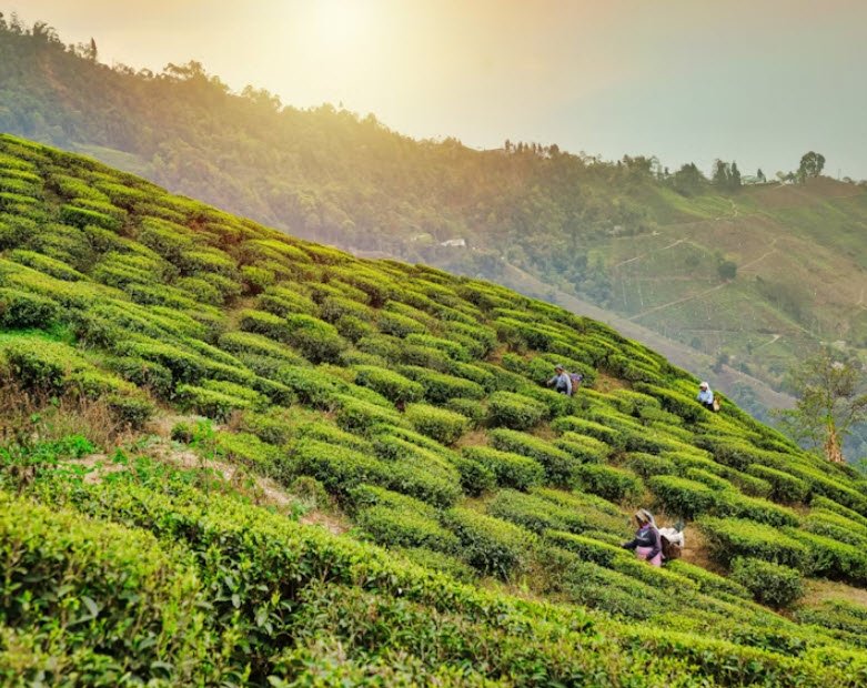 Darjeeling, West Bengal, India